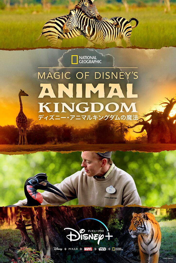 「Magic of Disney’s Animal Kingdom ディズニー・アニマルキングダムの魔法」キーアート