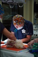 「Magic of Disney’s Animal Kingdom ディズニー・アニマルキングダムの魔法」