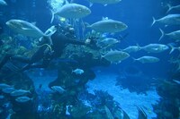 「Magic of Disney’s Animal Kingdom ディズニー・アニマルキングダムの魔法」