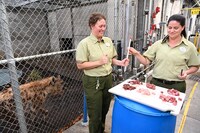 「Magic of Disney’s Animal Kingdom ディズニー・アニマルキングダムの魔法」