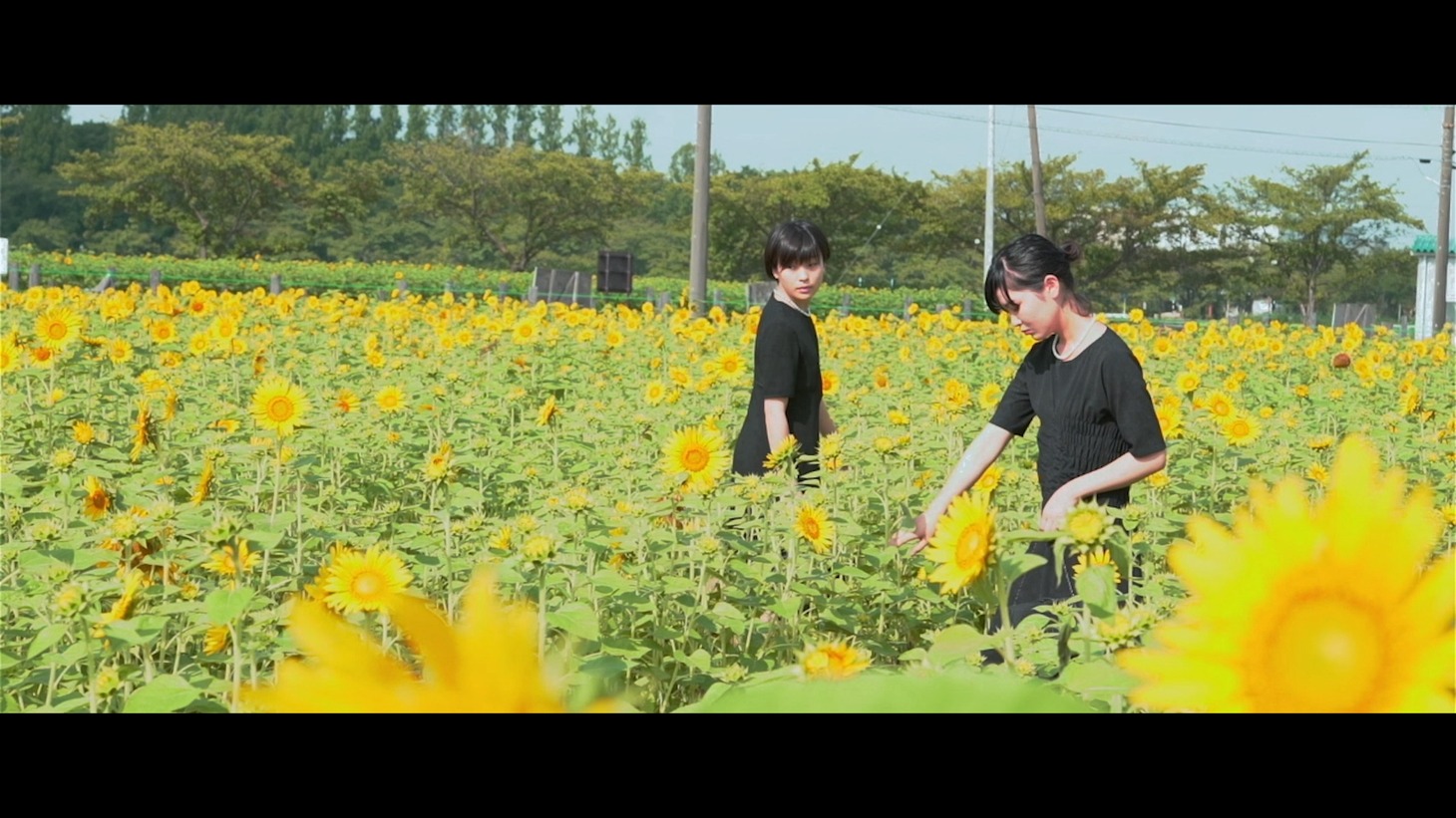 「彼女のひまわり」