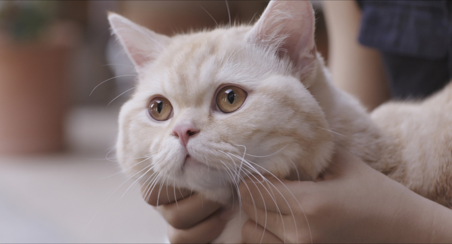 「私と猫のサランヘヨ」