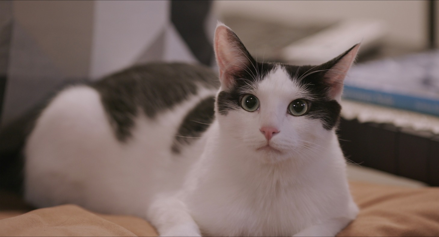 「私と猫のサランヘヨ」