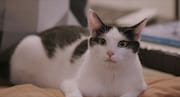 「私と猫のサランヘヨ」