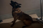 「VS 狂犬」新場面写真 (c)SUBETE AL TREN 2019