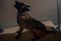 「VS 狂犬」新場面写真 (c)SUBETE AL TREN 2019