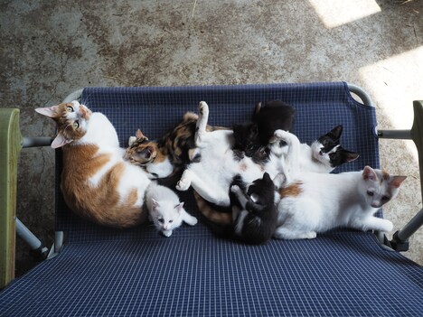 「劇場版 岩合光昭の世界ネコ歩き あるがままに、水と大地のネコ家族」新場面写真