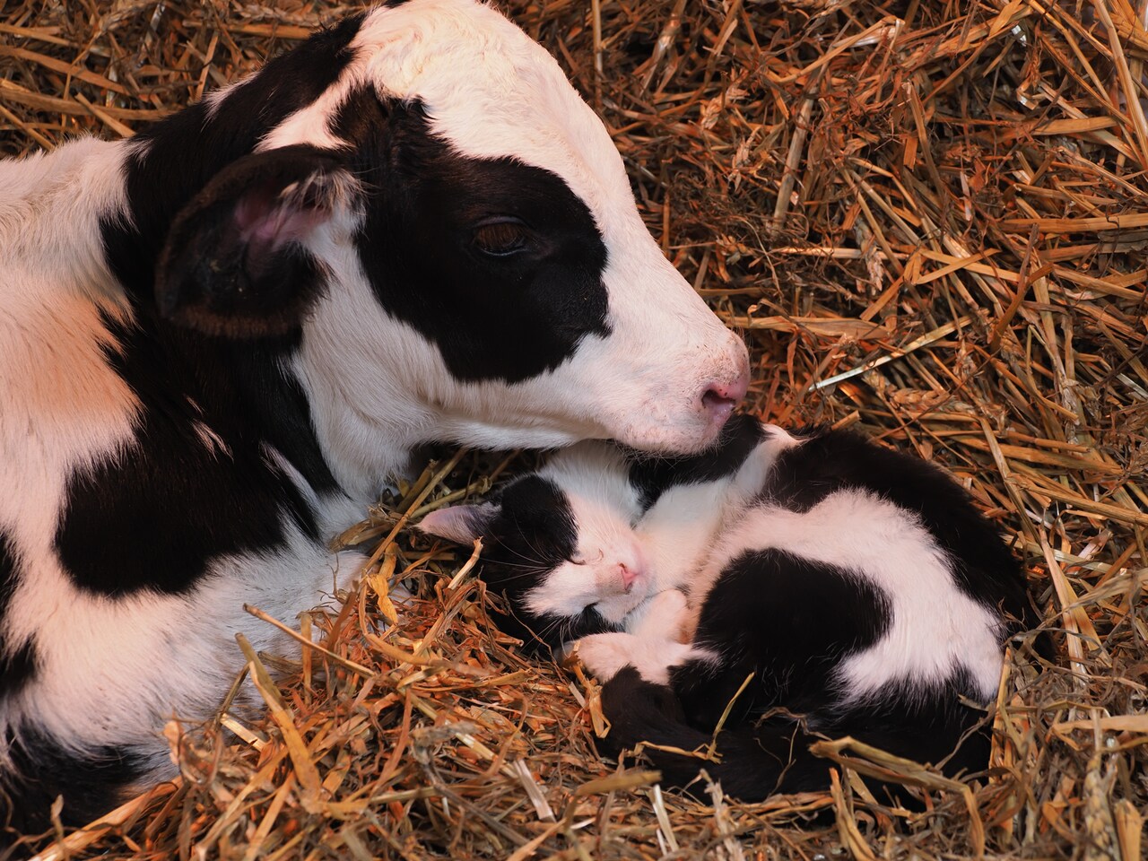 「岩合光昭の世界ネコ歩き」新カット、同じ模様の牛とのんびりお昼寝
