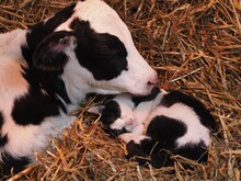 「劇場版 岩合光昭の世界ネコ歩き あるがままに、水と大地のネコ家族」