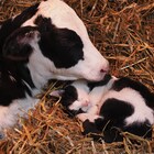 「岩合光昭の世界ネコ歩き」新カット、同じ模様の牛とのんびりお昼寝
