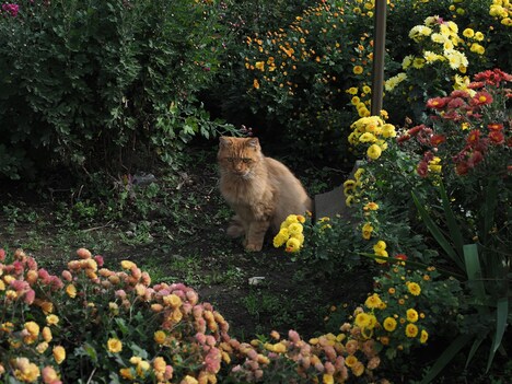 「劇場版 岩合光昭の世界ネコ歩き あるがままに、水と大地のネコ家族」新場面写真