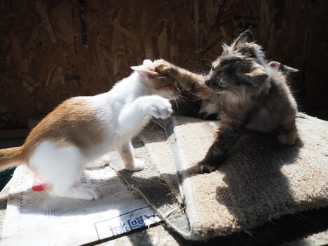 「劇場版 岩合光昭の世界ネコ歩き あるがままに、水と大地のネコ家族」新場面写真