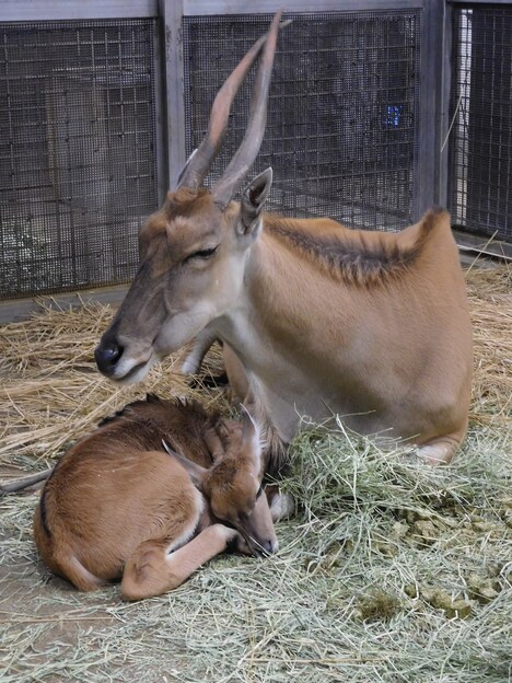 よこはま動物園ズーラシアの飼育員が撮影した、エランドのシューズ（右）とタビー（左）。