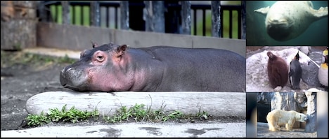 「one zoo マルチアングル動画」より、バーチャル動物園ツアーのイメージ。