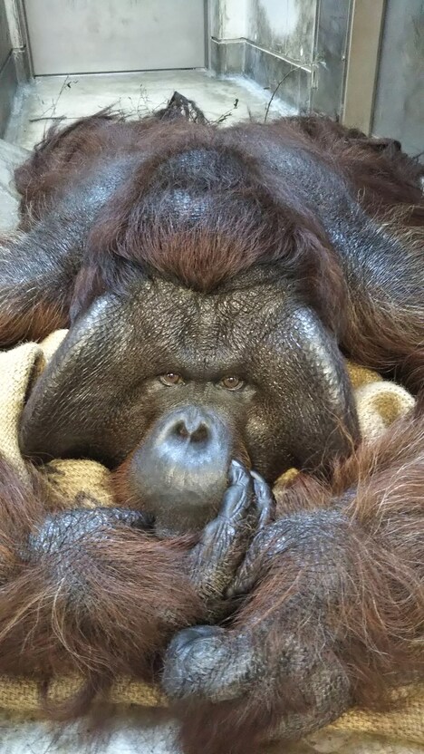 よこはま動物園ズーラシアの飼育員が撮影した、ボルネオオランウータンのジュリー。