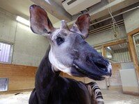 よこはま動物園ズーラシアの飼育員が撮影した、オカピのホダーリ。