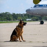 日露の忠犬描く「ハチとパルマの物語」ロシアで公開、共作作品として最大規模