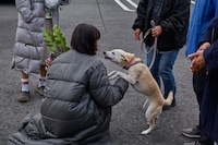 「さくら」メイキング写真。犬のちえとじゃれ合う小松菜奈。