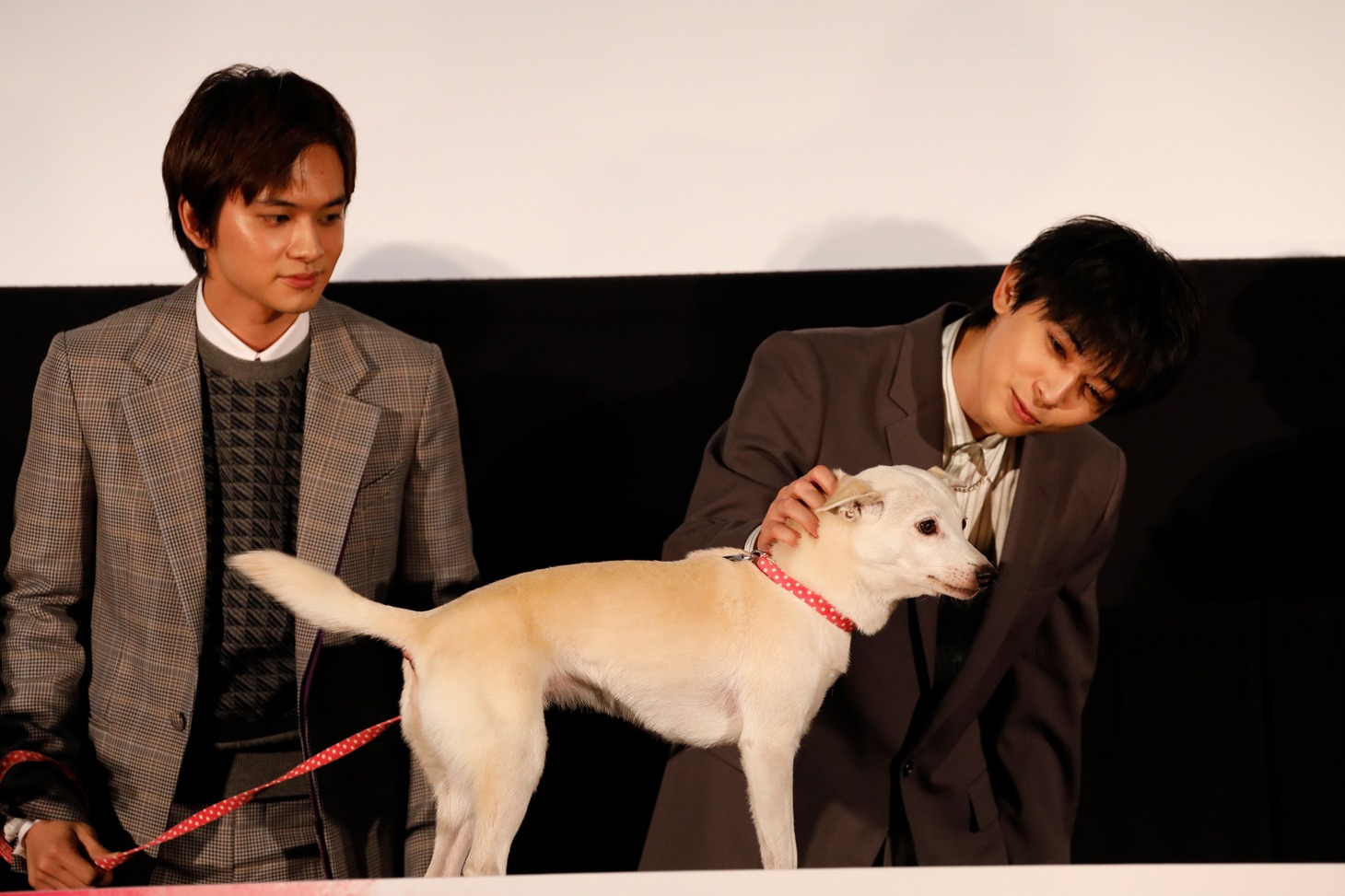 北村匠海（左）、犬のちえをなでる吉沢亮（右）。