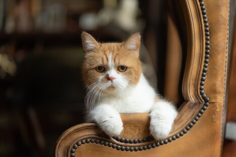 ネコブロス vol. 1より。