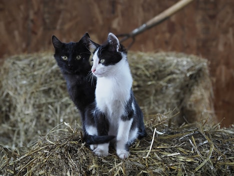 「劇場版 岩合光昭の世界ネコ歩き あるがままに、水と大地のネコ家族」新場面写真