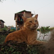「岩合光昭の世界ネコ歩き」予告編、中村倫也は思わず猫に話しかける