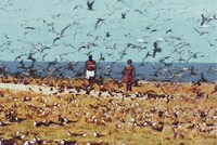 「世界残酷物語」 (c)RTI 1962