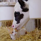 猫と子牛の触れ合いに中村倫也がフフッ、「岩合光昭の世界ネコ歩き」新映像