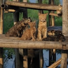 子猫に試練が…中村倫也も心配する「岩合光昭の世界ネコ歩き」新映像