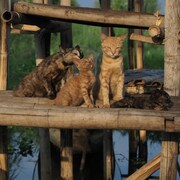 子猫に試練が…中村倫也も心配する「岩合光昭の世界ネコ歩き」新映像