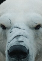 「ダーク・マテリアルズ／ライラと黄金の羅針盤II」より、イオレク・バーニソン（声：ジョー・タンベルグ）。