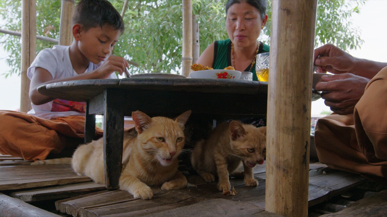 中村倫也が水上で暮らす猫と人を紹介、「岩合光昭の世界ネコ歩き」新映像