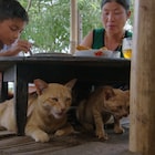 中村倫也が水上で暮らす猫と人を紹介、「岩合光昭の世界ネコ歩き」新映像