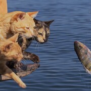 中村倫也が猫たちの水泳を見守る、本日公開「岩合光昭の世界ネコ歩き」本編映像