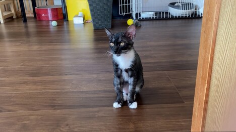 「ねこのきもち」