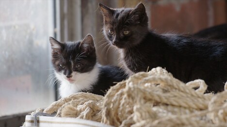 「劇場版 岩合光昭の世界ネコ歩き あるがままに、水と大地のネコ家族」
