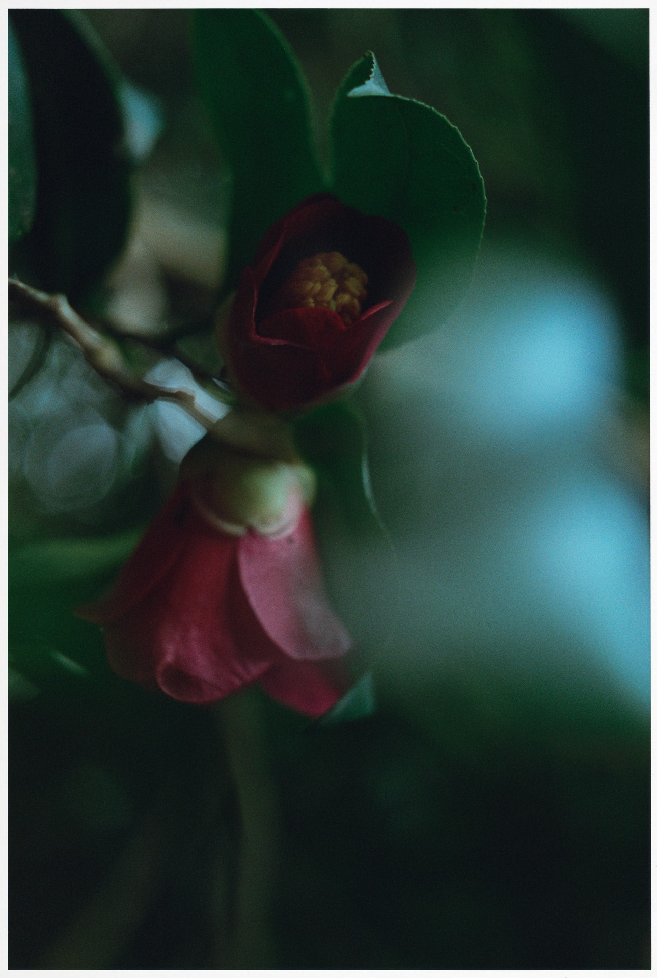写真展「椿の庭」より。