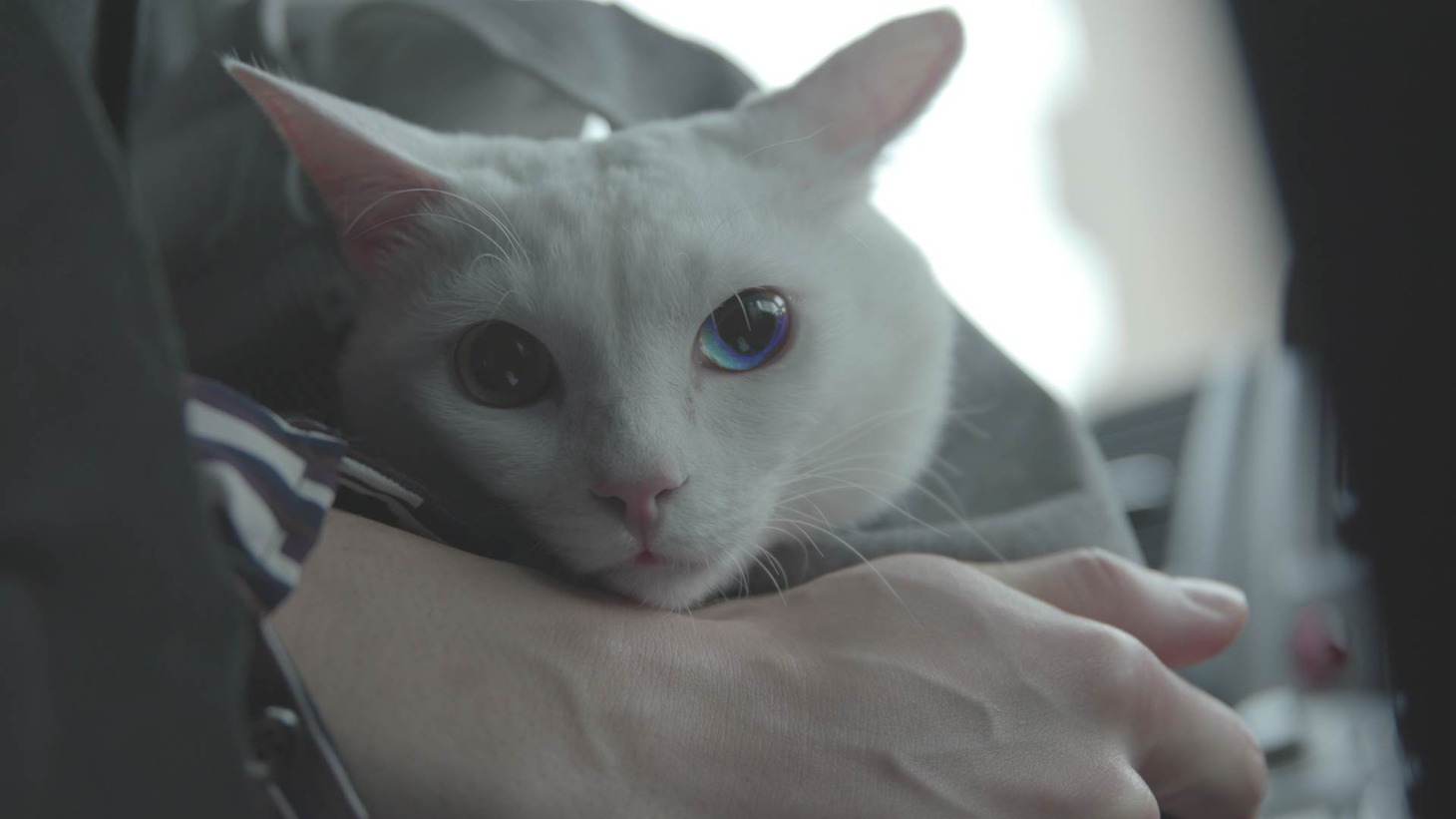 「吾輩は猫である！」  (c)2021 「吾輩は猫である！」製作委員会