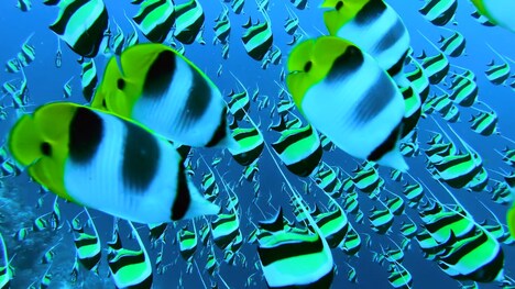 「驚き！海の生きもの超伝説 劇場版ダーウィンが来た！」