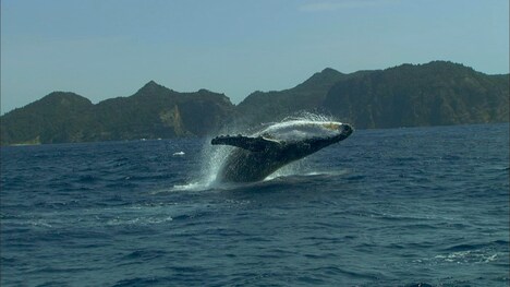 「驚き！海の生きもの超伝説 劇場版ダーウィンが来た！」