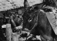 「バルタザールどこへ行く」 (c) 1966 Argos Films - Parc Films - Athos Films - Svensk Filmindustri