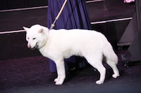 犬の風（ふう）。