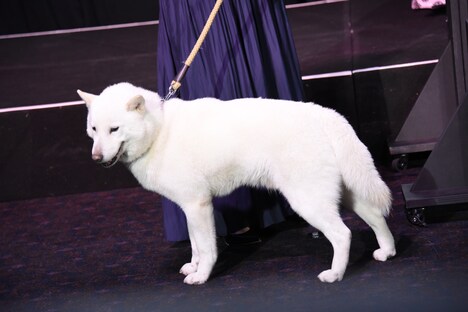 犬の風（ふう）。