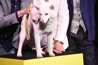 犬の風（ふう）。