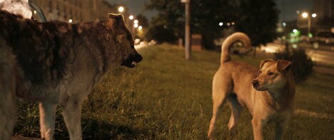 「犬は歌わない」