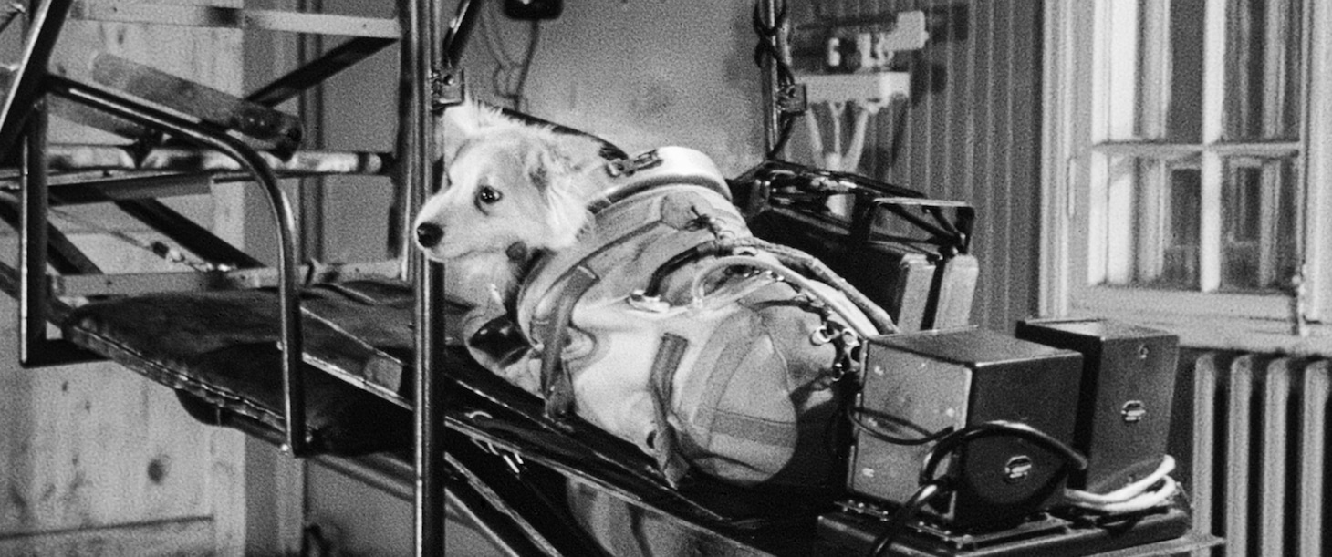 「犬は歌わない」