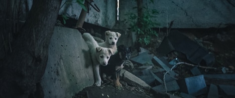 「犬は歌わない」