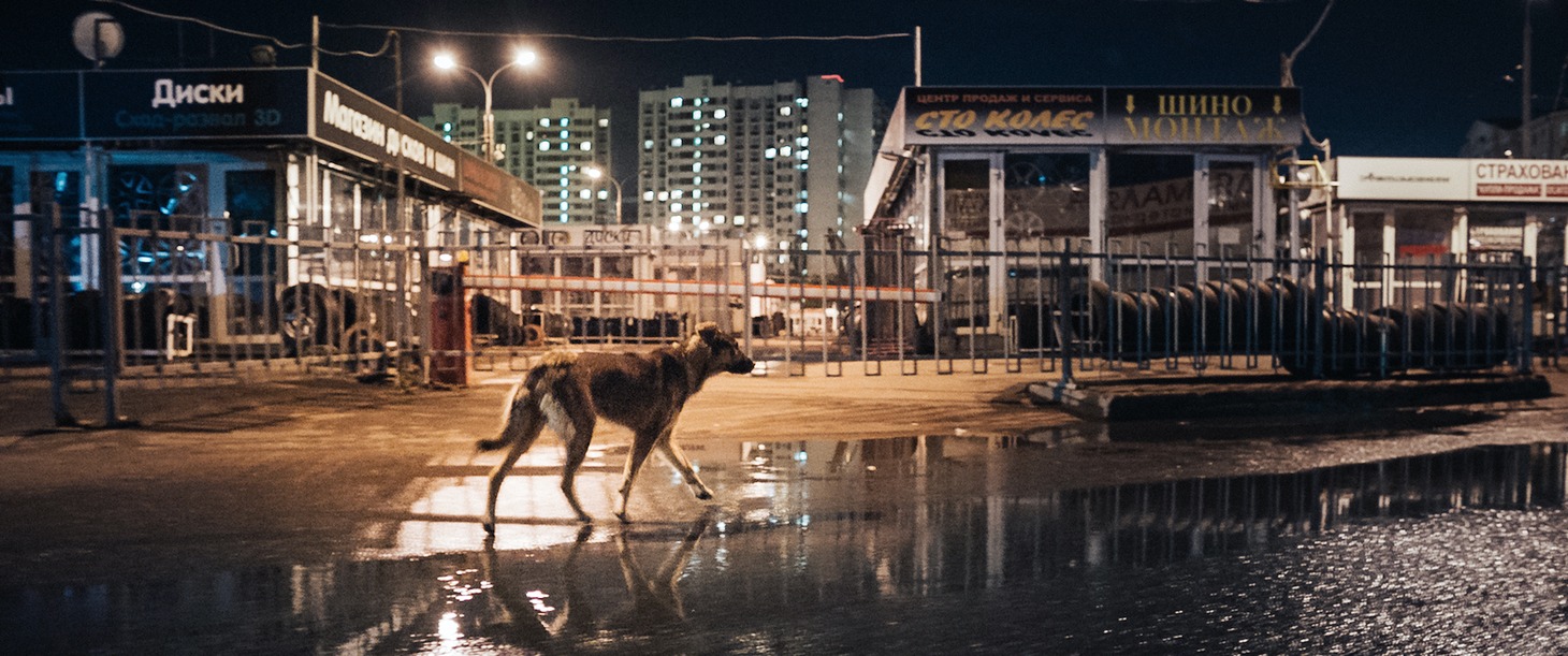 「犬は歌わない」