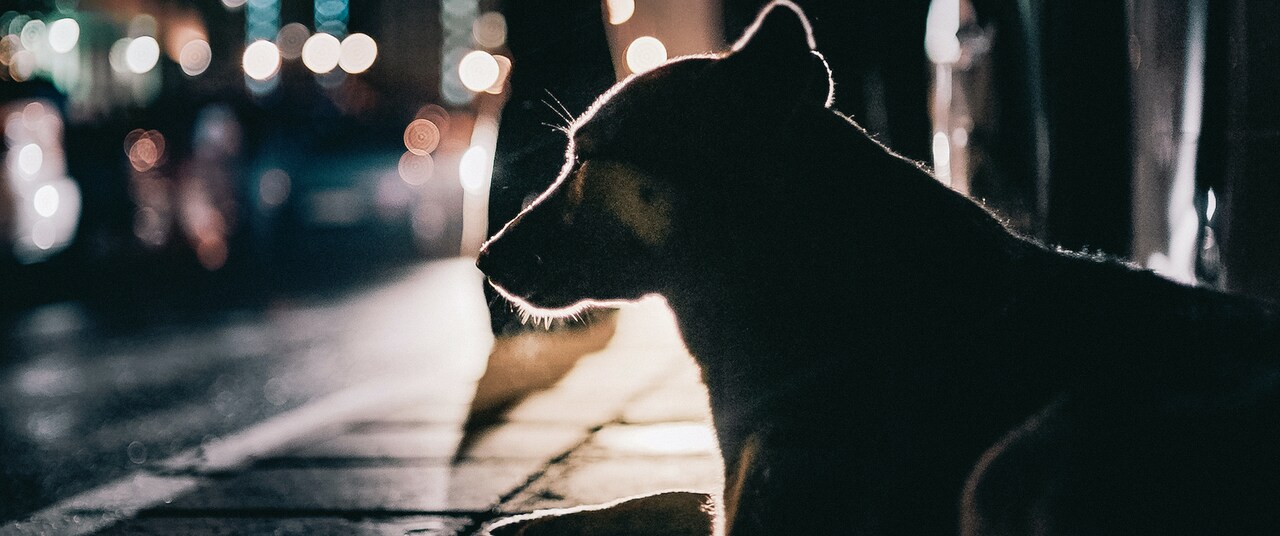 「犬は歌わない」
