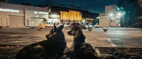 「犬は歌わない」